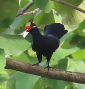 Touraco violet