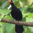Touraco violet