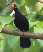 Touraco violet