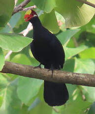Touraco violet