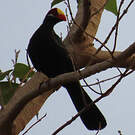 Touraco violet