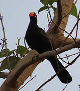 Touraco violet