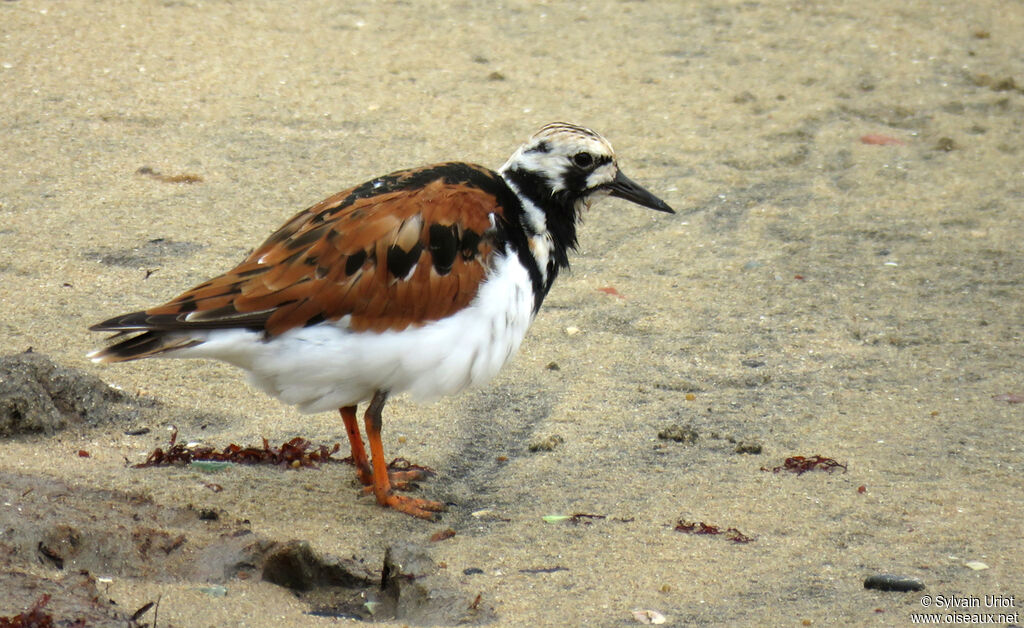 Ruddy Turnstoneadult breeding