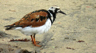 Ruddy Turnstone