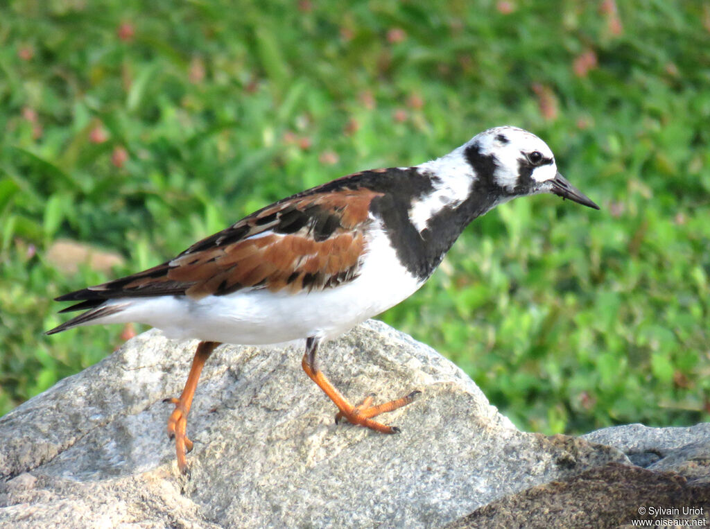 Ruddy Turnstoneadult breeding