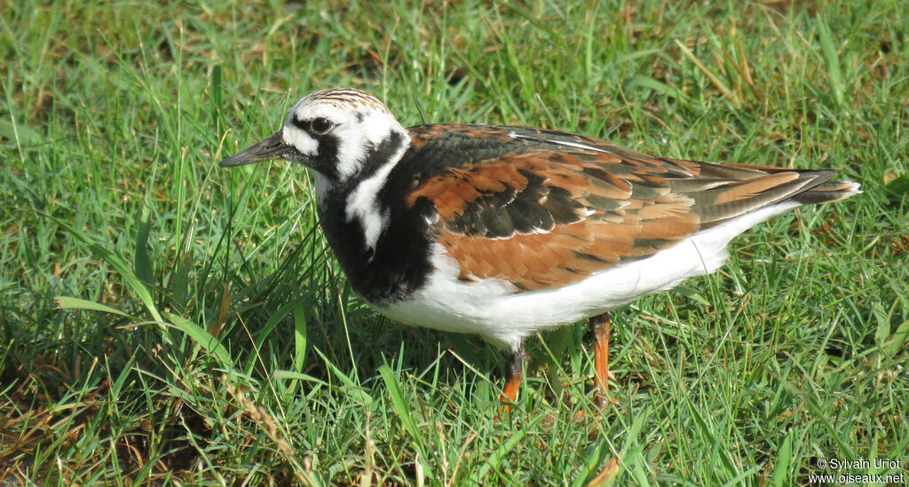 Ruddy Turnstoneadult breeding