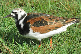 Ruddy Turnstone