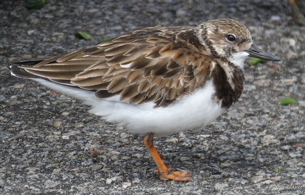 Ruddy Turnstoneadult post breeding