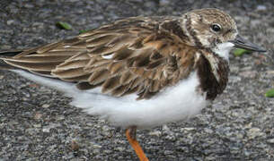 Ruddy Turnstone