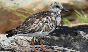 Ruddy Turnstone