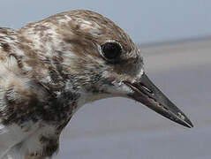 Ruddy Turnstone