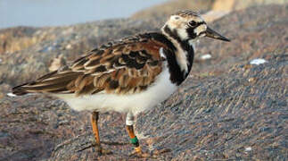 Ruddy Turnstone