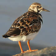 Ruddy Turnstone