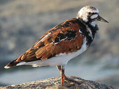 Ruddy Turnstone