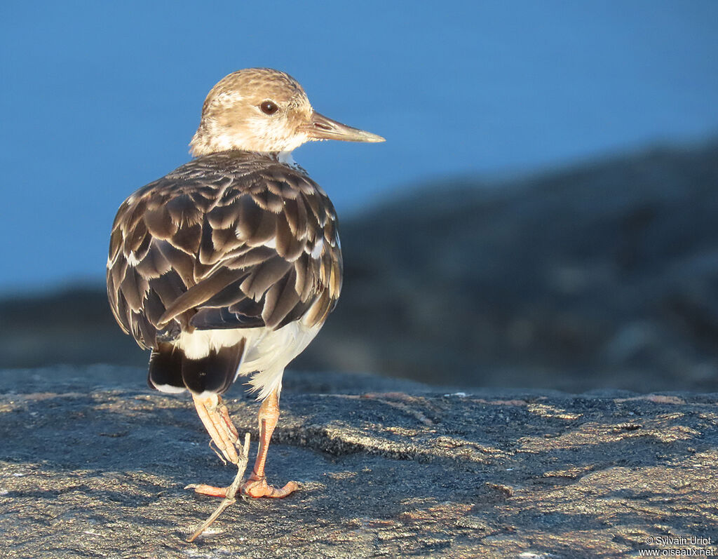 Ruddy Turnstoneadult post breeding