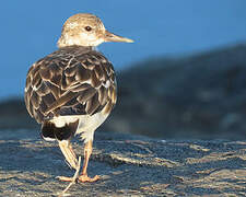 Ruddy Turnstone