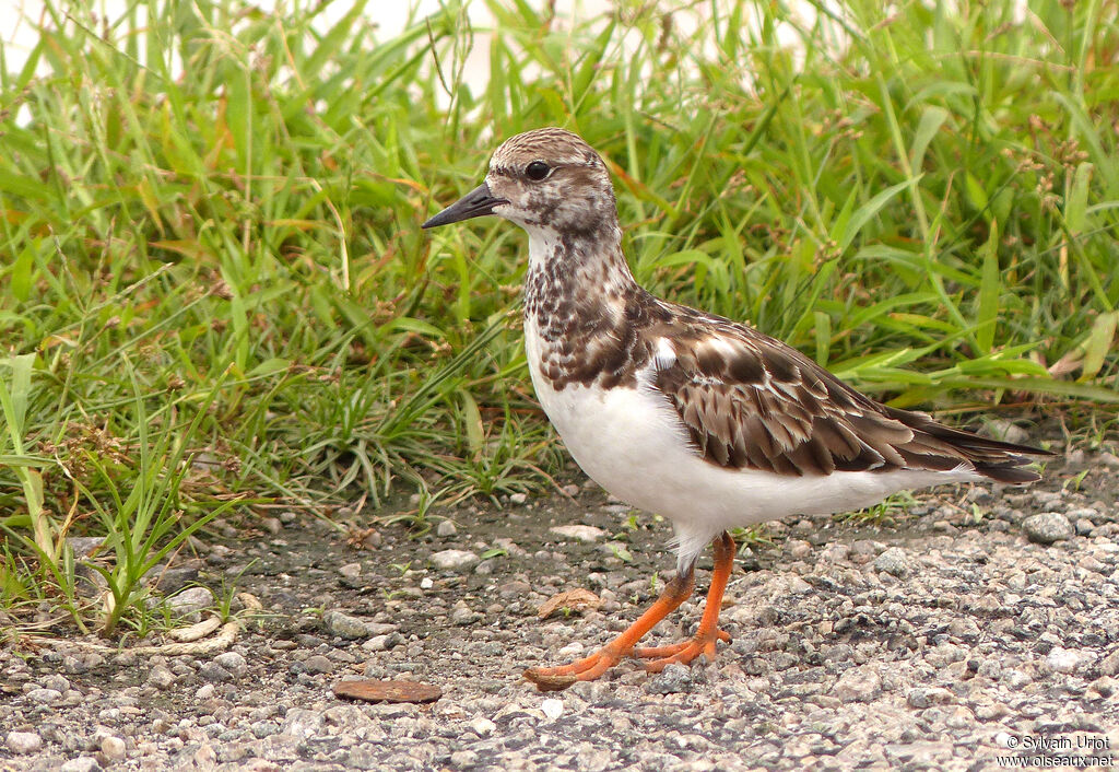 Ruddy Turnstoneadult post breeding