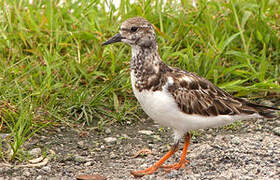 Ruddy Turnstone