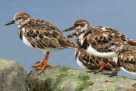 Ruddy Turnstone