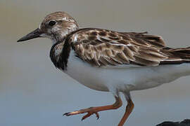 Ruddy Turnstone