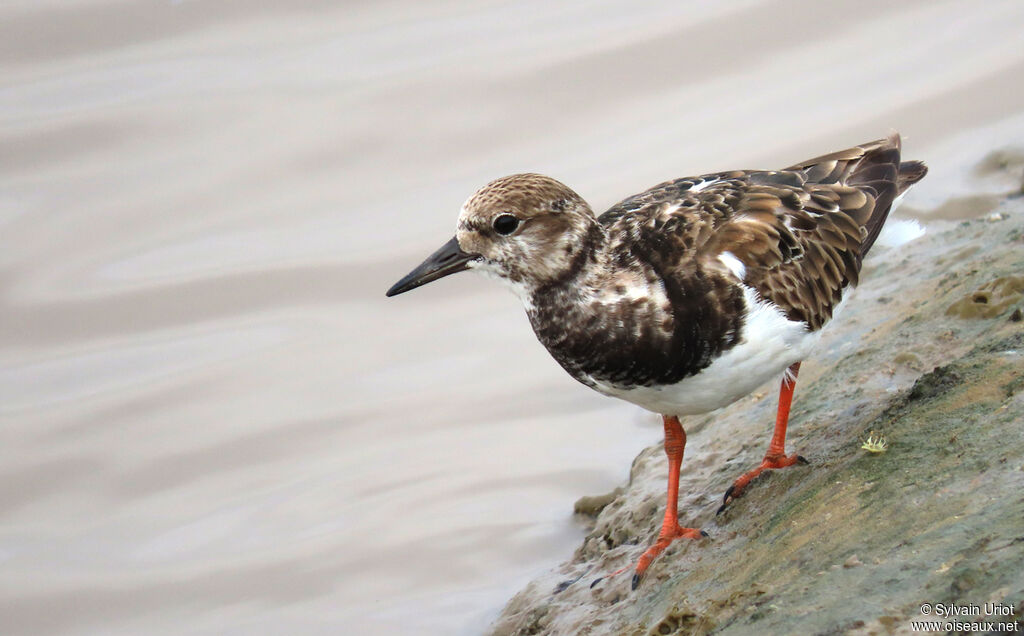 Ruddy Turnstoneadult post breeding