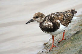 Ruddy Turnstone