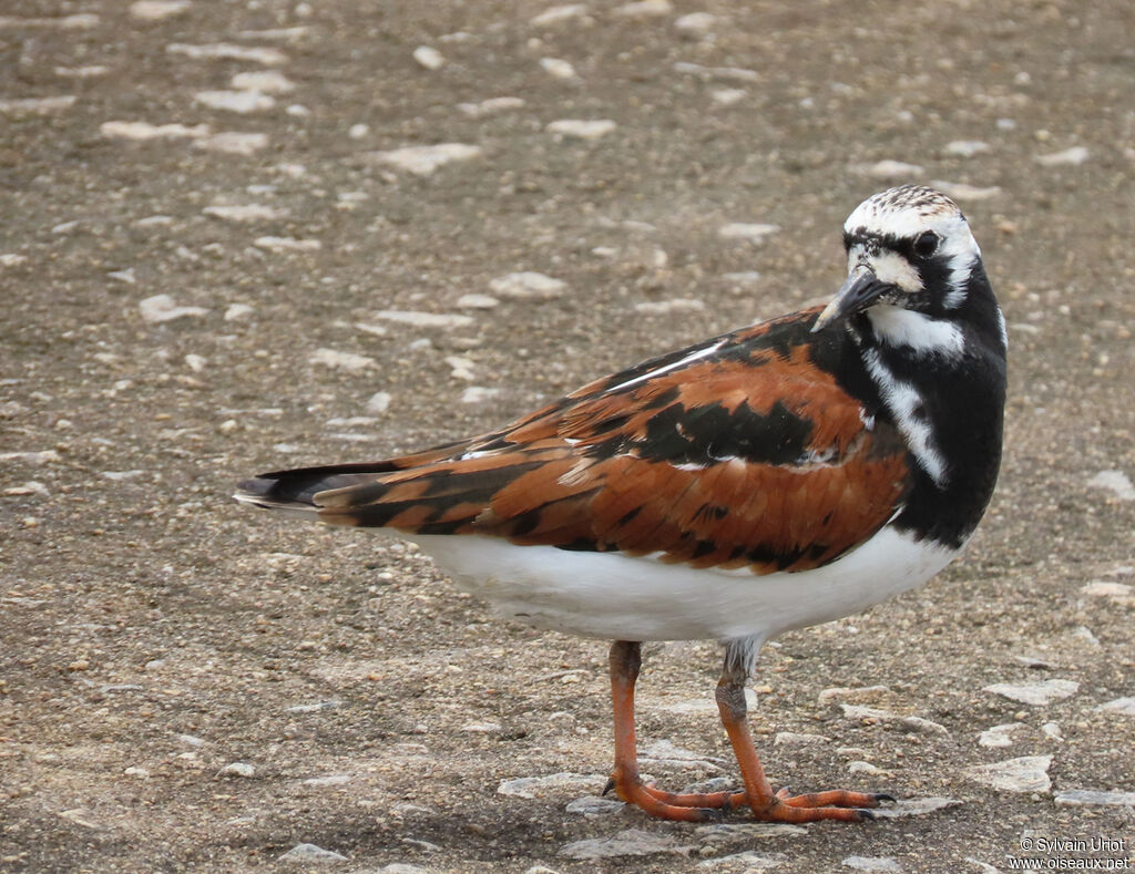 Ruddy Turnstoneadult breeding