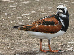 Ruddy Turnstone