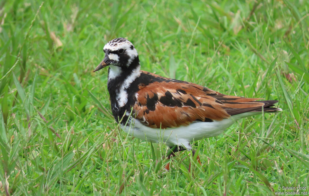 Ruddy Turnstoneadult breeding