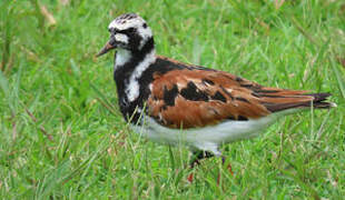 Ruddy Turnstone