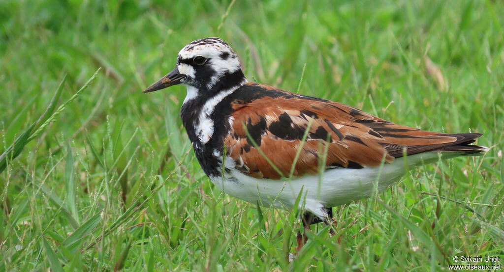 Ruddy Turnstoneadult breeding