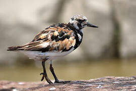 Ruddy Turnstone