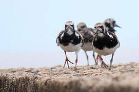 Ruddy Turnstone