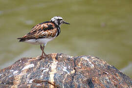 Ruddy Turnstone