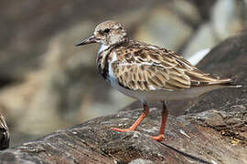 Ruddy Turnstone