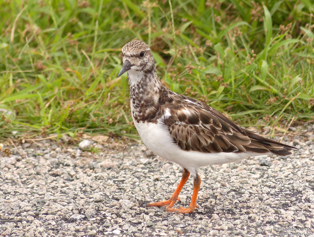 Ruddy Turnstoneadult post breeding