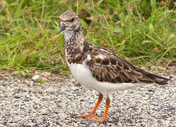 Ruddy Turnstone