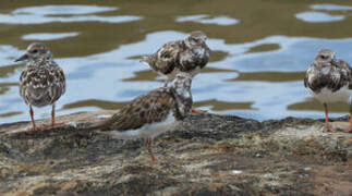 Ruddy Turnstone