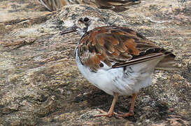 Ruddy Turnstone