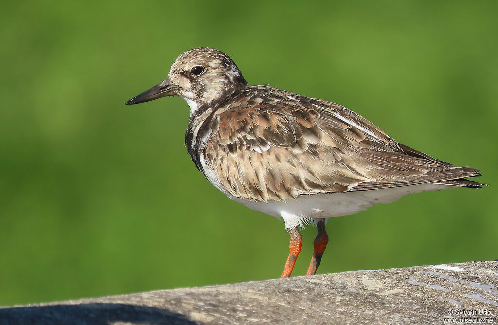 Ruddy Turnstoneadult post breeding