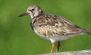 Ruddy Turnstone