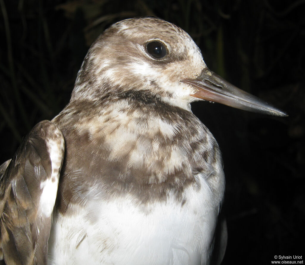 Ruddy Turnstone