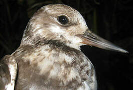 Ruddy Turnstone