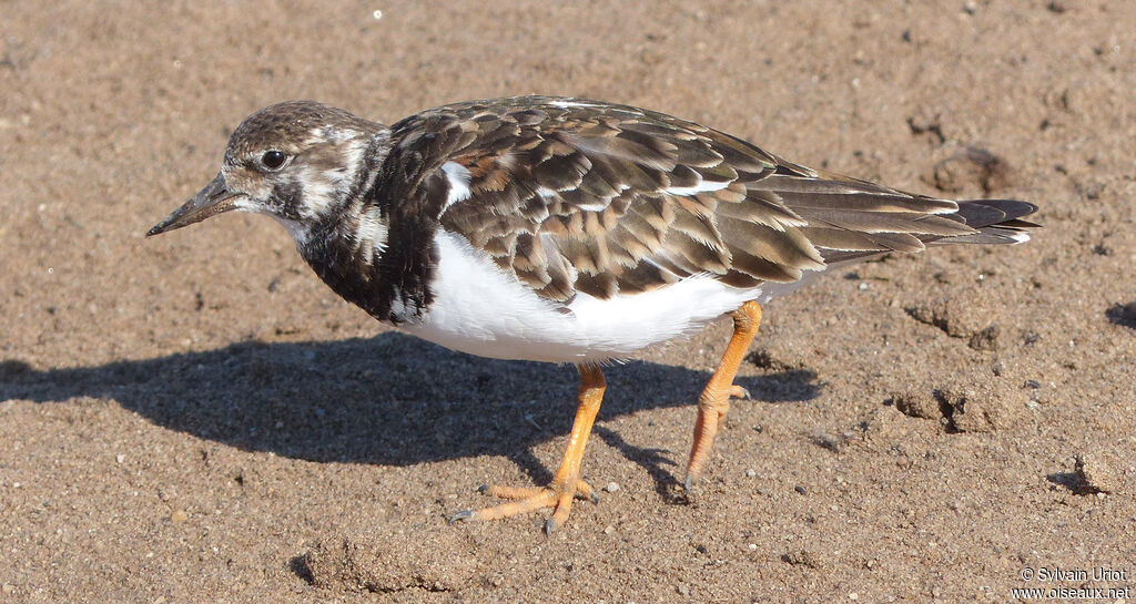 Ruddy Turnstone