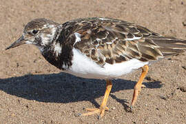 Ruddy Turnstone