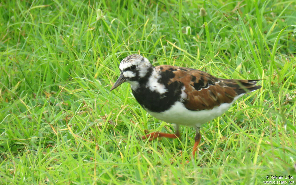 Ruddy Turnstoneadult breeding