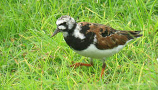 Ruddy Turnstone