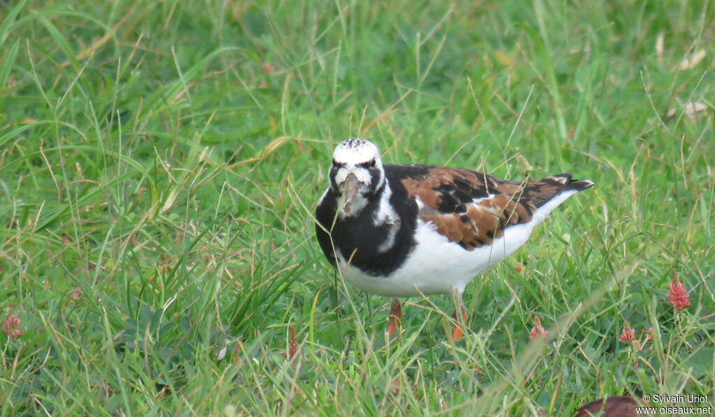 Ruddy Turnstoneadult breeding