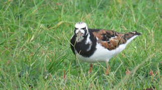 Ruddy Turnstone