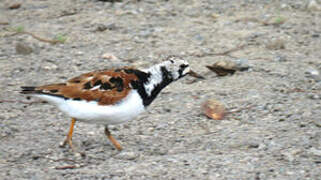 Ruddy Turnstone